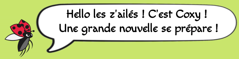 kocinelle new bannière